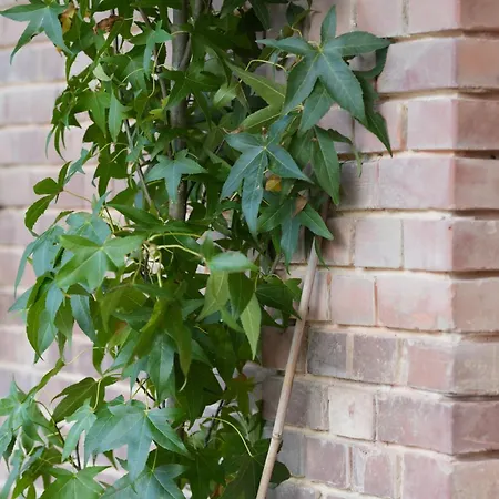Exterhof リンテルン